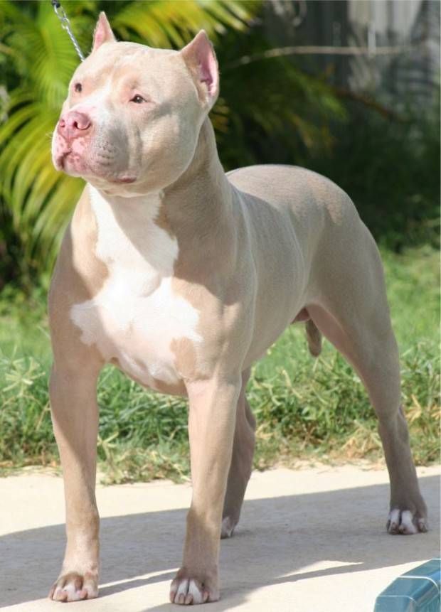 pit
